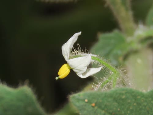Solanum memphiticum