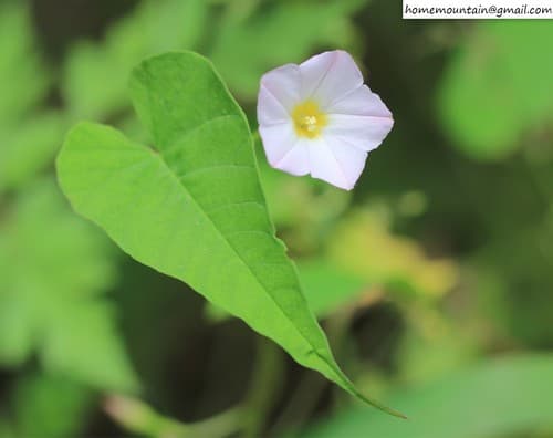 Merremia sibirica