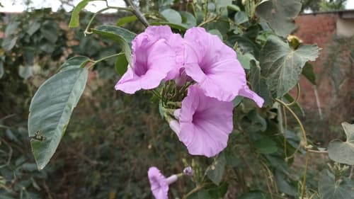 Ipomoea regnellii