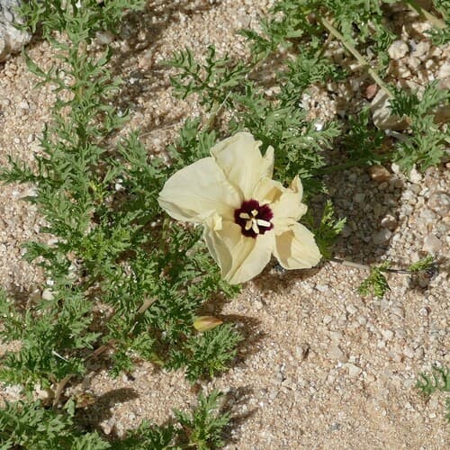 Distimake bipinnatipartitus