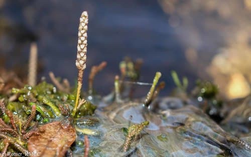 Hydrostachys verruculosa