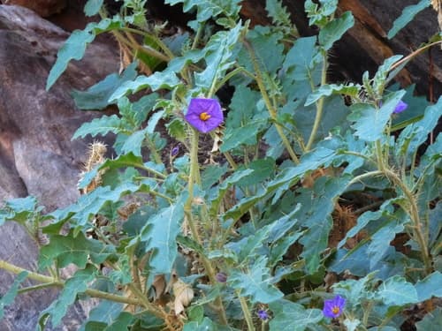 Solanum osteocarpum