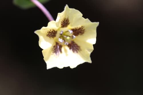 Sticky Groundcherry