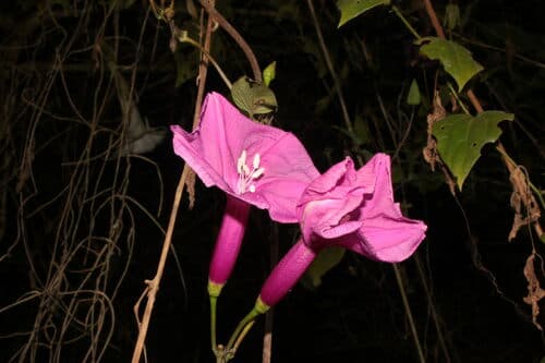 Ipomoea retropilosa