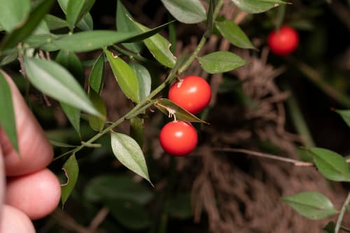 Butcher's Broom
