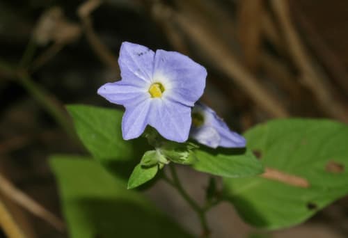 Browallia acutiloba