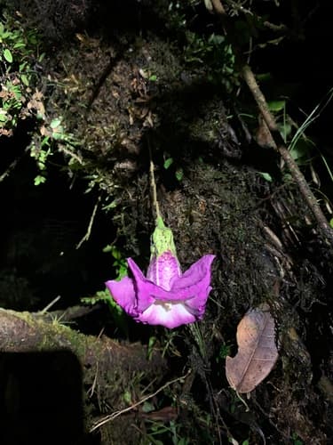 Doselia epifita