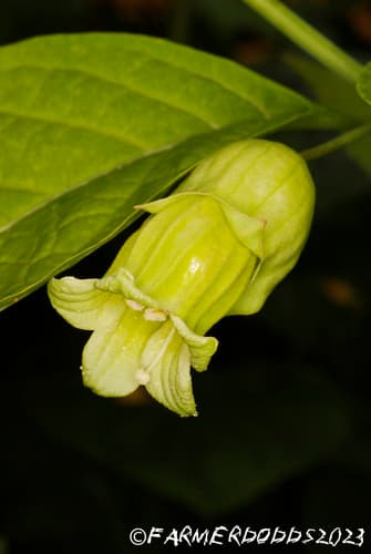 Atropanthe sinensis