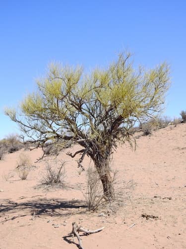Ephedra