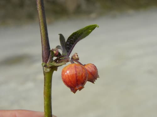 Deprea toledoana