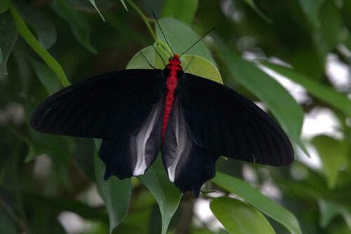 Philippine Batwing