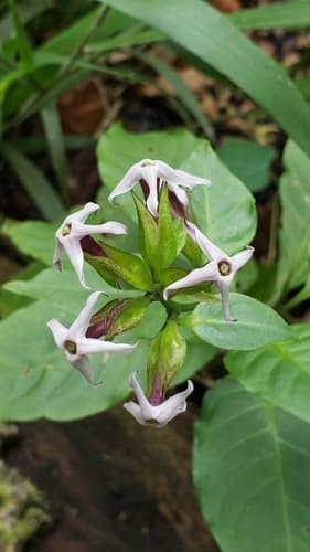 Cestrum miradorense