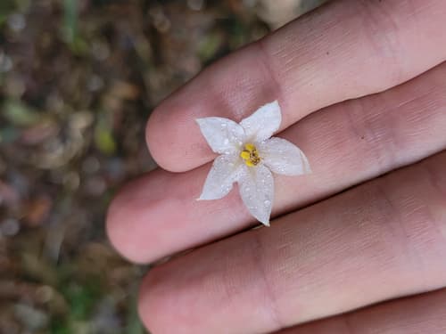 Solanum cinnamomeum
