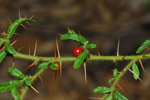 Many-spined Nightshade