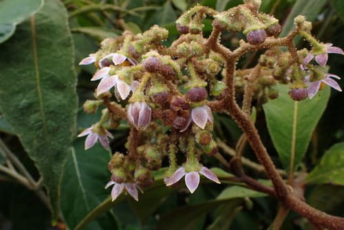 Solanum selachophyllum