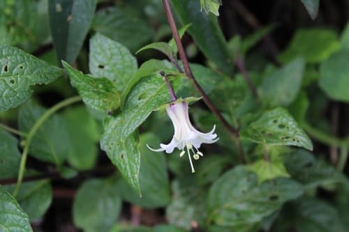 Jaltomata spooneri