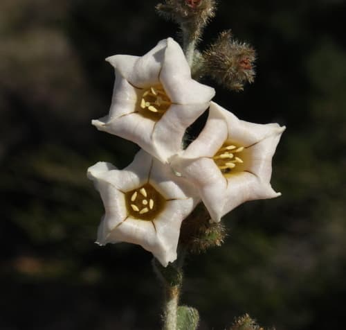 Bonamia rosea