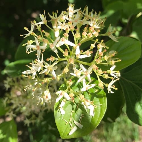 Darvas Dogwood