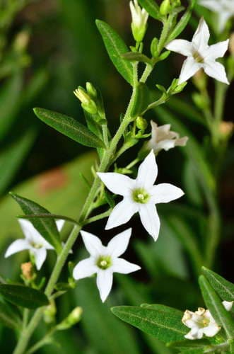Large-leaf Ray Flower