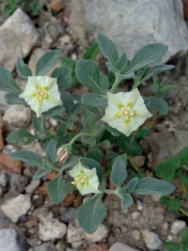 pale five-eyes