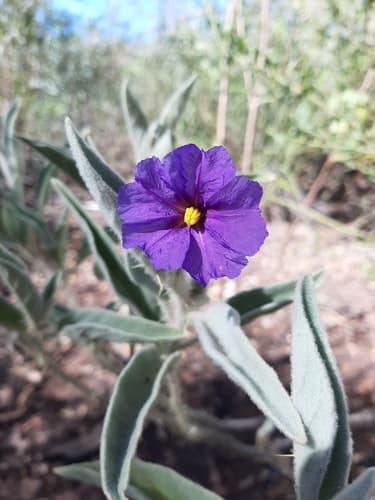 Solanum phlomoides