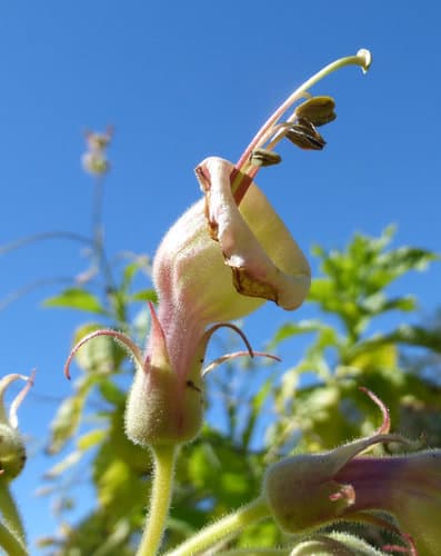 Nicotiana otophora