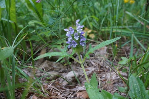 Self-Heal