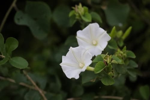 Rivea wightiana