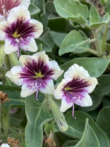 Hyoscyamus tenuicaulis