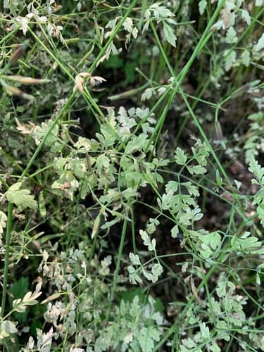 Chervil