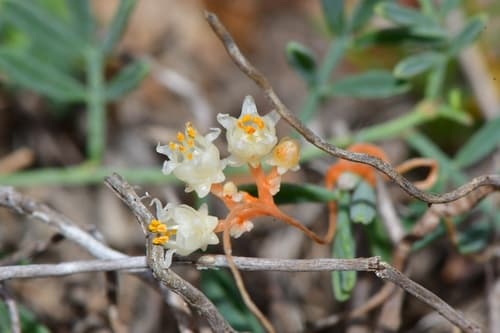 Runyon's Dodder