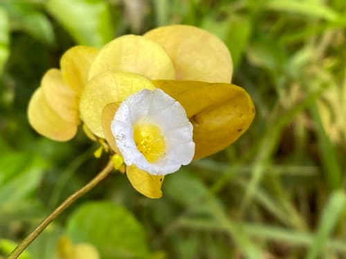 Calycobolus glaber