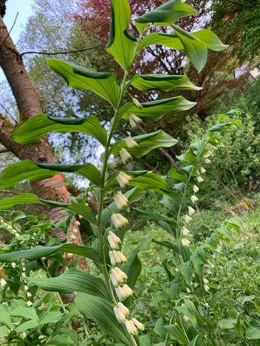 Solomon's Seal
