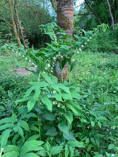 Solomon's Seal