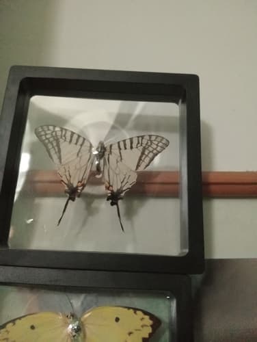 Graphium wenlingae