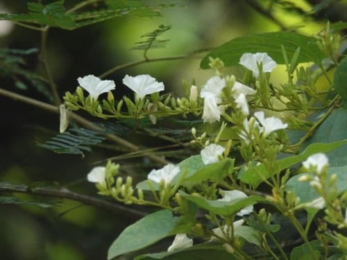 Tridynamia bialata
