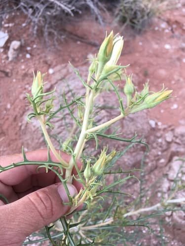 Jemez Mountains Blazingstar