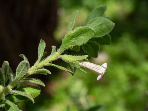 Hairy Honeythorn