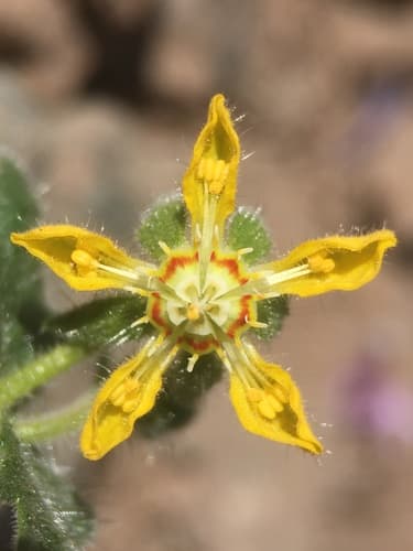 Loasa heterophylla