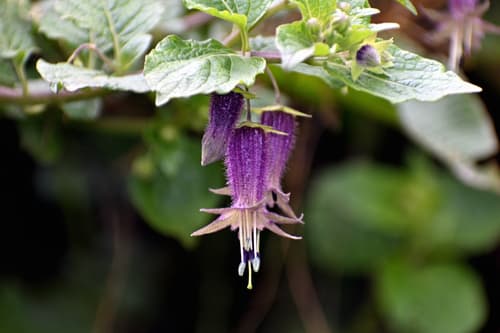 Jaltomata bicolor