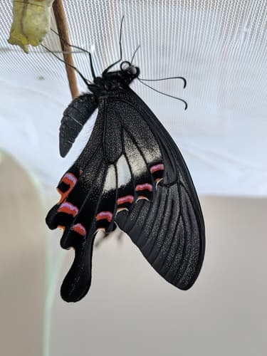Yunnan Peacock