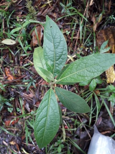 Cestrum olivaceum