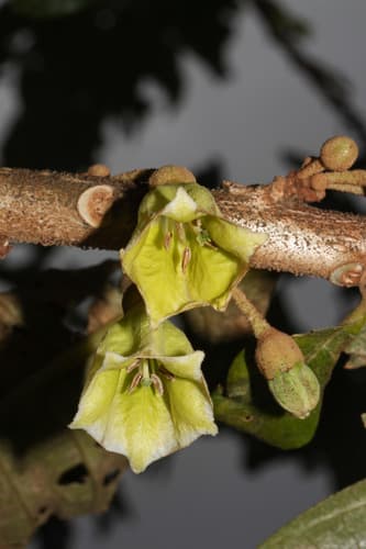 Iochroma lehmannii