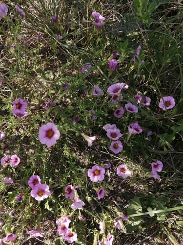 Calibrachoa