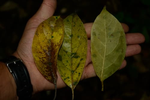 Mastixia arborea
