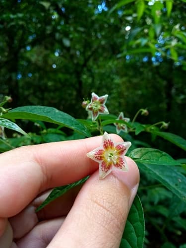 Capsicum mirabile
