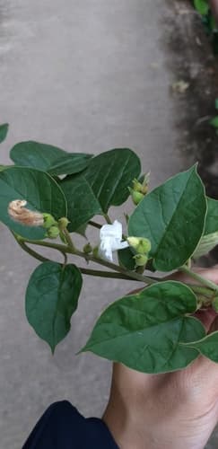 Bonamia semidigyna