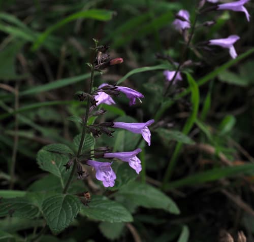 Calamint