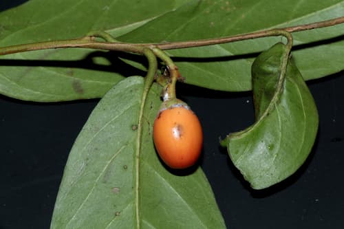 Erycibe malaccensis