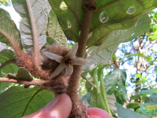 Solanum castaneum